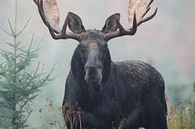 moose 1